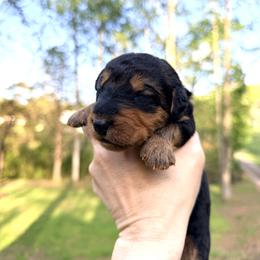 Baby Boy Blue - Black and tan male Airedale Terrier puppy in Mooresville, North Carolina from Farm 55