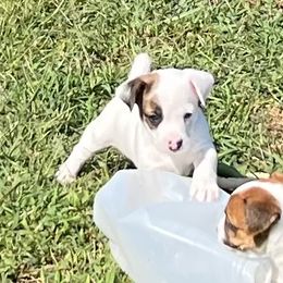 Stoney - White and tan male Russell Terrier puppy in London, Kentucky from Norvell Kennels