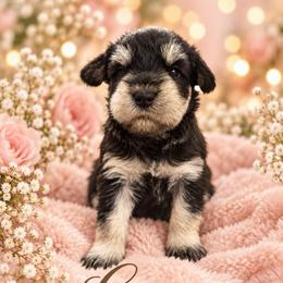 Coco - Black and silver female Miniature Schnauzer puppy in Hull, Georgia from Ardent Miniature Schnauzers of Athens