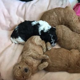 Aussiedoodle, Poodle, and Yorkipoo Puppies from Romano Juarez Puppies