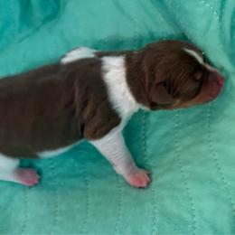 Peridot - White, chocolate and tan male Rat Terrier puppy in Savoy, Texas from Rockin EZ Rat Terriers