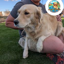 Sydney - Golden Retriever