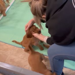 Golden Retriever Puppies from STAT: Service Therapy Alert Training