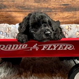 Archie - Tri-color male Bernedoodle puppy in Lancaster, Missouri from Cavapoo Acres