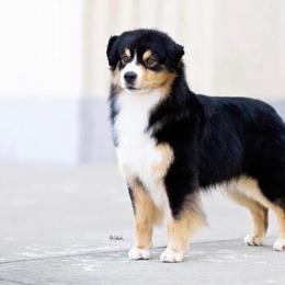 Miniature Australian Shepherds from Bonbelle