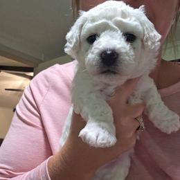 Boy 1 - White male Bichon Frise puppy in Grass Lake, Michigan from Waterloo Bichons AKC