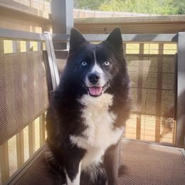 Zoey - Black and white Pomsky puppy in Greenville, South Carolina from Thicketty Mountain Pomskies