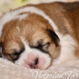 Rosemary - Red female Pembroke Welsh Corgi puppy in East Canton, Ohio from Victorian Farms