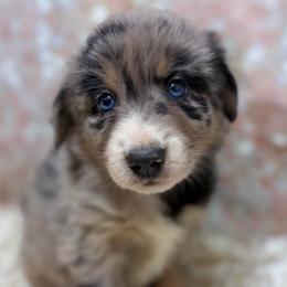 Baloo - Gray Collar - Blue merle male Australian Shepherd puppy in San Marcos, California from Faith Family Freedom Farm