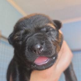 Green - Sable male German Shepherd puppy in Nekoosa, Wisconsin from Waldrand Kennel LLC