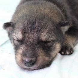 Tru - Brown - Agouti and white male Alaskan Malamute puppy in Independence, Virginia from New River Valley Malamutes