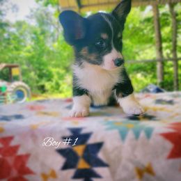 Boy 1 - Black and white Cardigan Welsh Corgi puppy in Natchitoches. La, Louisiana from Bleu Bayou Corgis