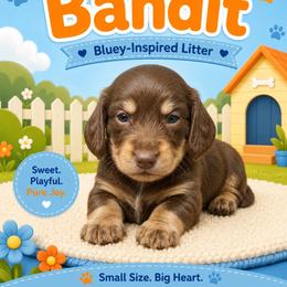 Bandit - Chocolate and cream male Dachshund puppy in Longview, Texas from Gee Dogs- Dachshunds and Bernedoodles