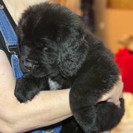 Boy 1 - AKC Registered Navy Blue - Black male Newfoundland puppy in Marshall, Missouri from Majestic Gentle Giants