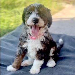 Phoenix - Tri-color female Bernedoodle puppy in Springville, Utah from Oodles of Bernedoodles