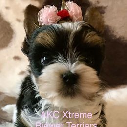 Xtreme Pretty in Pink - Black tan and white female Biewer Terrier puppy in Jonestown, Pennsylvania from AKC Xtreme Biewer Terriers...