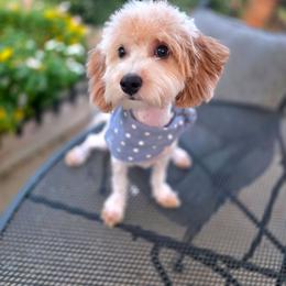 Bullseye - male Cavapoochon puppy in Bullard, Texas from Cavapoochon Central LLC