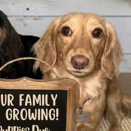 Dachshunds from Bayou State Dachshunds