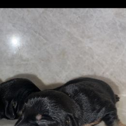 Boy 4 - Black and tan male Dachshund puppy in Jurupa Valley, California from Divine Doxies