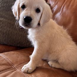 Purple girl 3500.00 - Light golden female Golden Retriever puppy in Pahrump, Nevada from Southern Nevada Goldens