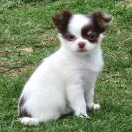 Diamond - Chocolate and white female Chihuahua puppy in Amity, Pennsylvania from Baxters Chihuahuas