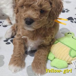 Yellow collar female - Apricot female Cavapoo puppy in Galena, Missouri from May's Country Cavapoos & Havapoos