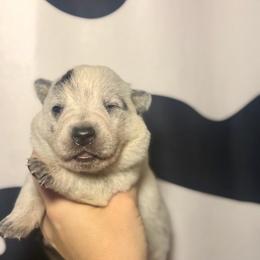 Alicia - Blue speckled female Australian Cattle Dog puppy in Rosharon, Texas from 4Surge Cattle Dogs