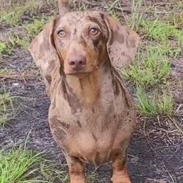 Chevelle - Dachshund