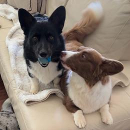 American Corgi puppies from Beaucoup Corgis