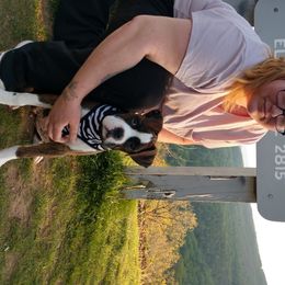 Boxer Puppies from Whynot Blue Ridge Mountain Boxer's