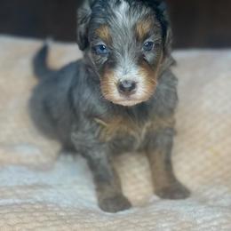 Blizzard - Merle male Bernedoodle puppy in Alabama from Peach & Pawmetto Doodles