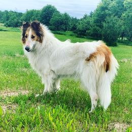 Annie - Collie