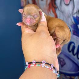 AKC Girl 4 - Red and white female Shih Tzu puppy in Roseville, Michigan from Diamond Paws LLC