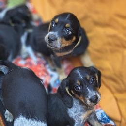 Basset Hound and Beagle Puppies from Orange Mountain Basset Hounds & Beagles