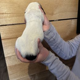 Female 1 - Black brown and white female Basset Hound puppy in Lindley, New York from Hill Top Basset Hounds & Cane Corso