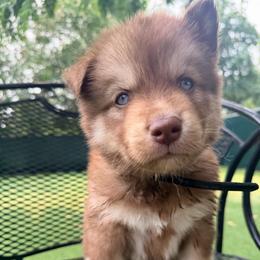 Conrad (Black Collar) - Red and white male Siberian Husky puppy in Warwick, Rhode Island from Young Orchard Siberians