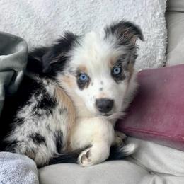 Nova - Blue merle female Australian Shepherd puppy in St. Paul, Oregon from Raybell Ridge Farm
