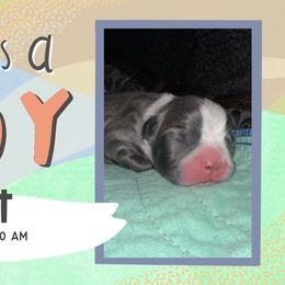Elliot - Blue male Boston Terrier puppy in Jupiter, Florida from CJM Boston and Boxer Puppies
