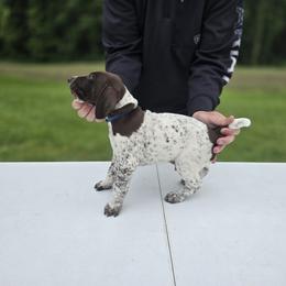 German Shorthaired Pointer Puppies from Lauren Walton
