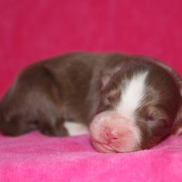 Scandal - Red tri-color female Australian Shepherd puppy in Watkins, Colorado from FoxRest Australian Shepherds
