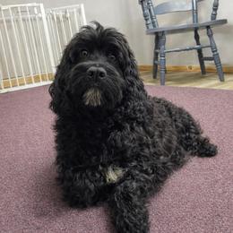 Sasha - Black and white female Springerdoodle puppy in Lisbon, Ohio from Willow Lane Doodles