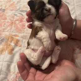 Shih Tzu Puppies from The Townsend Tzu