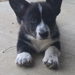 Red - Black and white male Cardigan Welsh Corgi puppy in Lynchburg, Ohio from Old Iron Farm