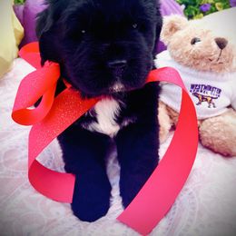 Newfoundland Puppies from CBN