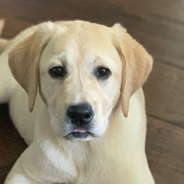 Labrador Retrievers from LaPoe Labradors