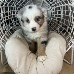 Australian Shepherd Puppies from Carmel Mountain Aussies