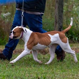 Mable - American Bulldog
