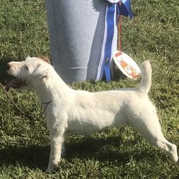 Kiwi - Jack Russell Terrier