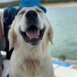 Goldendoodle and Golden Retriever Puppies from SSC Golden Retreivers