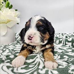 Aragorn - Tri-color male Bernedoodle puppy in Granton, Wisconsin from Rose River Farms
